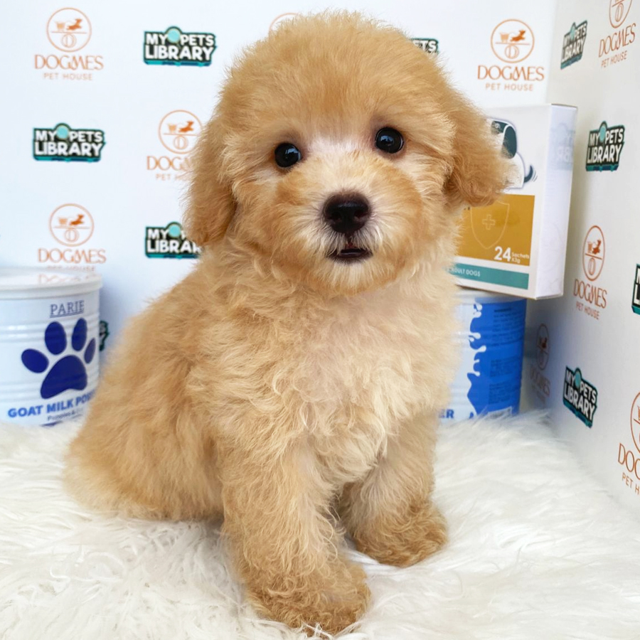 Toy Poodle Puppy (Female) For Sale