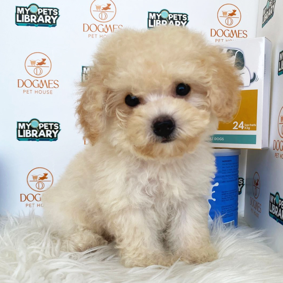 Toy Poodle Puppy (Male) For Sale