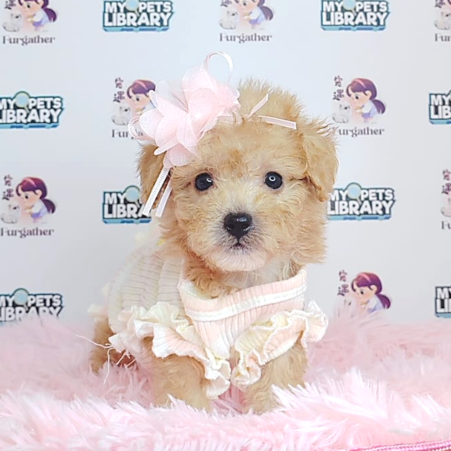 Tiny Poodle Puppy (Female) For Sale