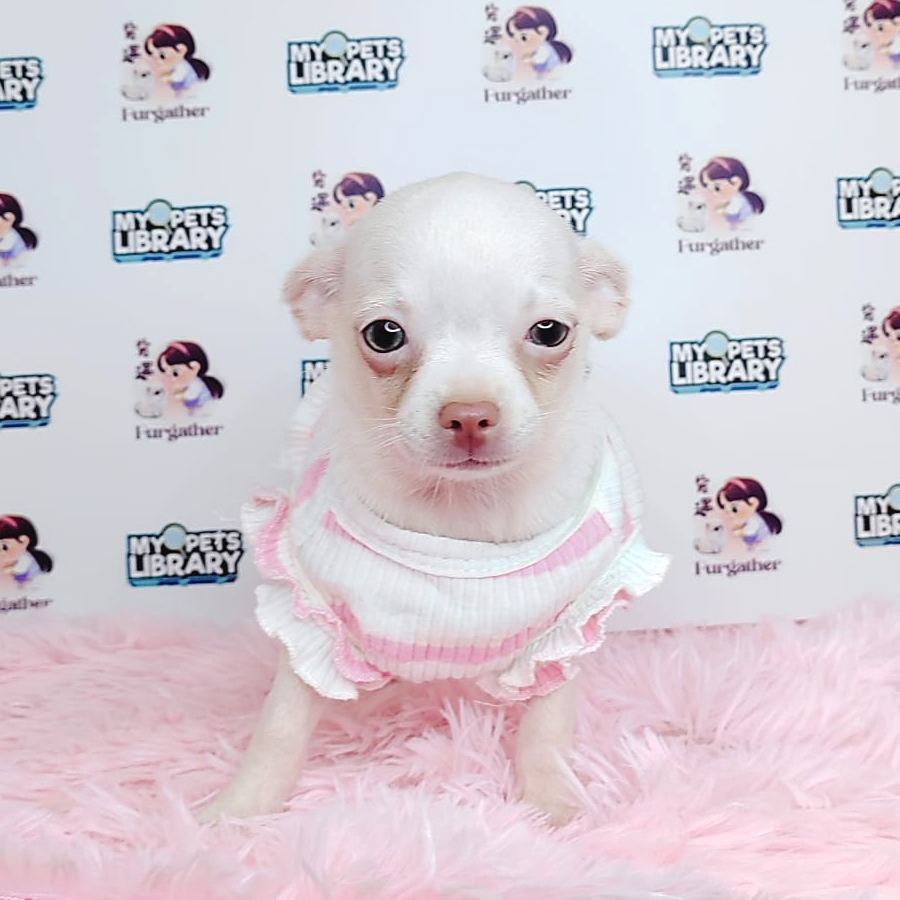 Chihuahua Puppy (Female) For Sale