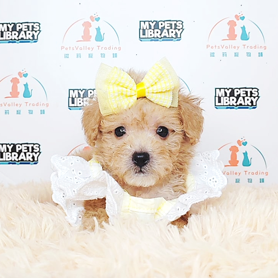 Tiny Poodle Puppy (Female) For Sale