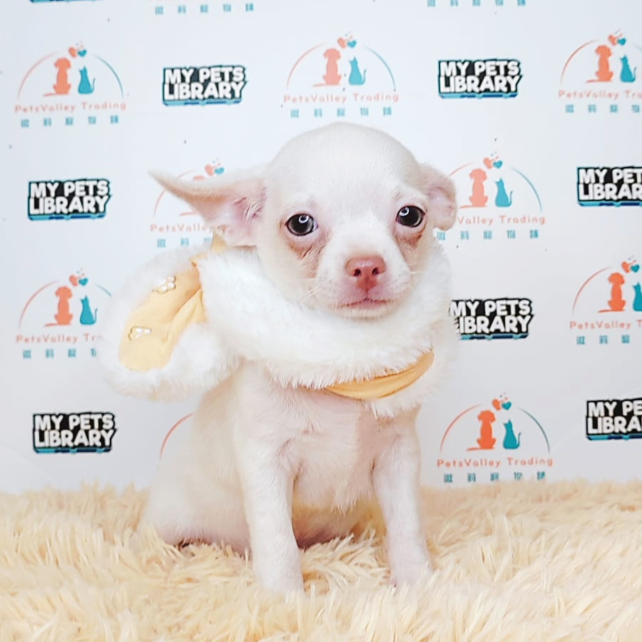 Chihuahua Puppy (Male) For Sale