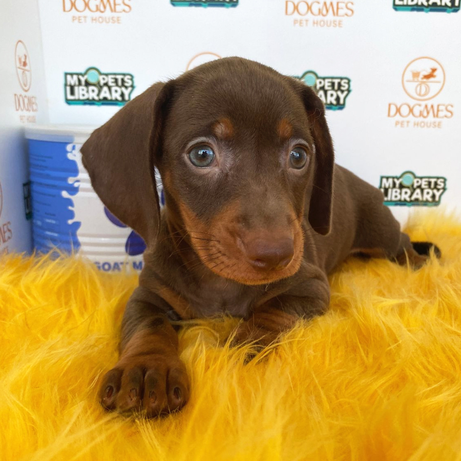 Miniature Dachshund Puppy (Female) For Sale