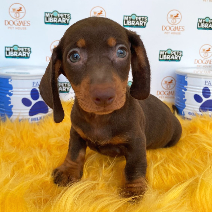 Miniature Dachshund Puppy (Female) For Sale
