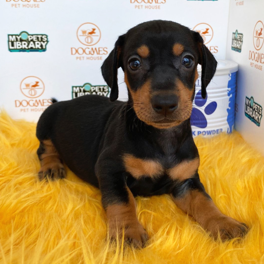 Miniature Dachshund Puppy (Male) For Sale