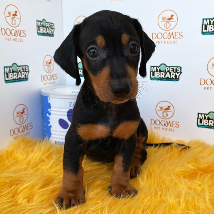Miniature Dachshund Puppy (Male) For Sale