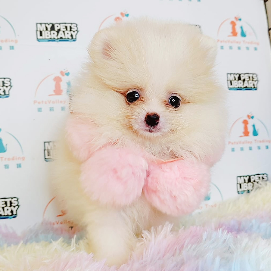 Tiny Pomeranian Puppy (Male) For Sale
