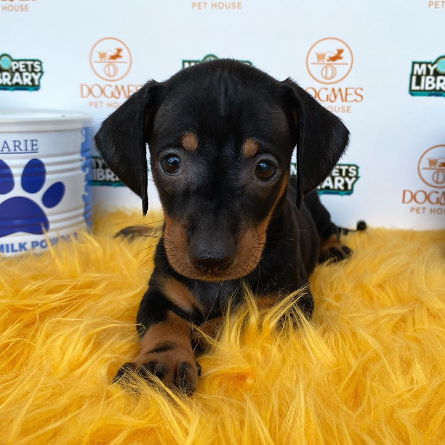 Miniature Dachshund Puppy (Female) For Sale