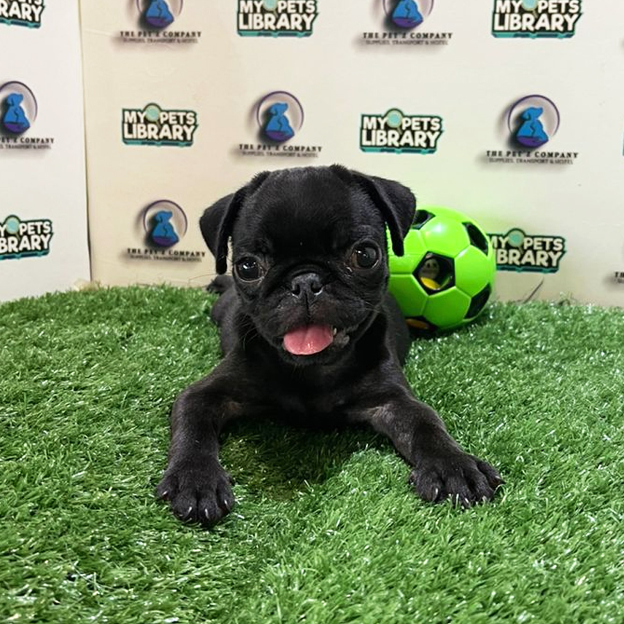 Pug Puppy (Female) For Sale