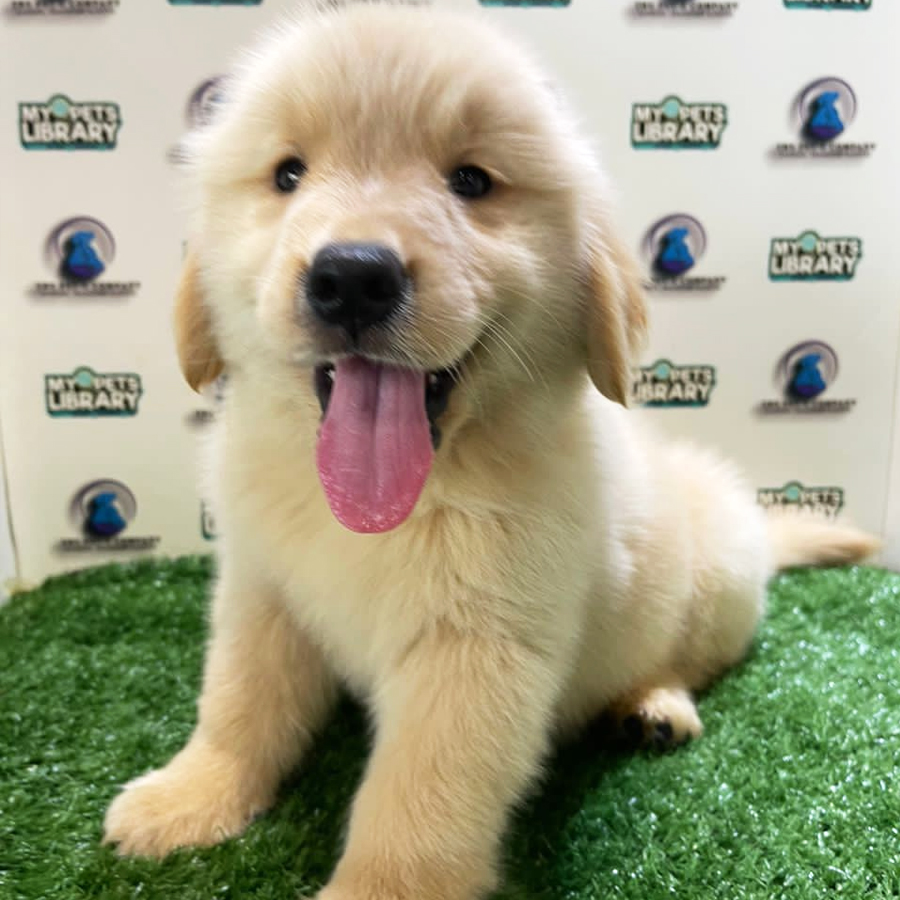 Golden Retriever Puppy (Female) For Sale