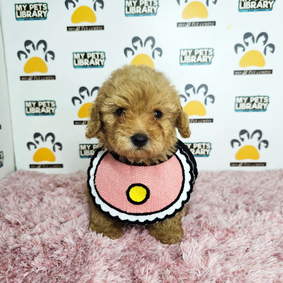 Tiny Poodle Puppy (Female) For Sale