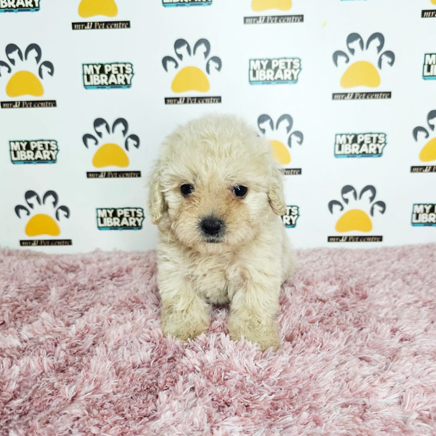 Tiny Poodle Puppy (Female) For Sale