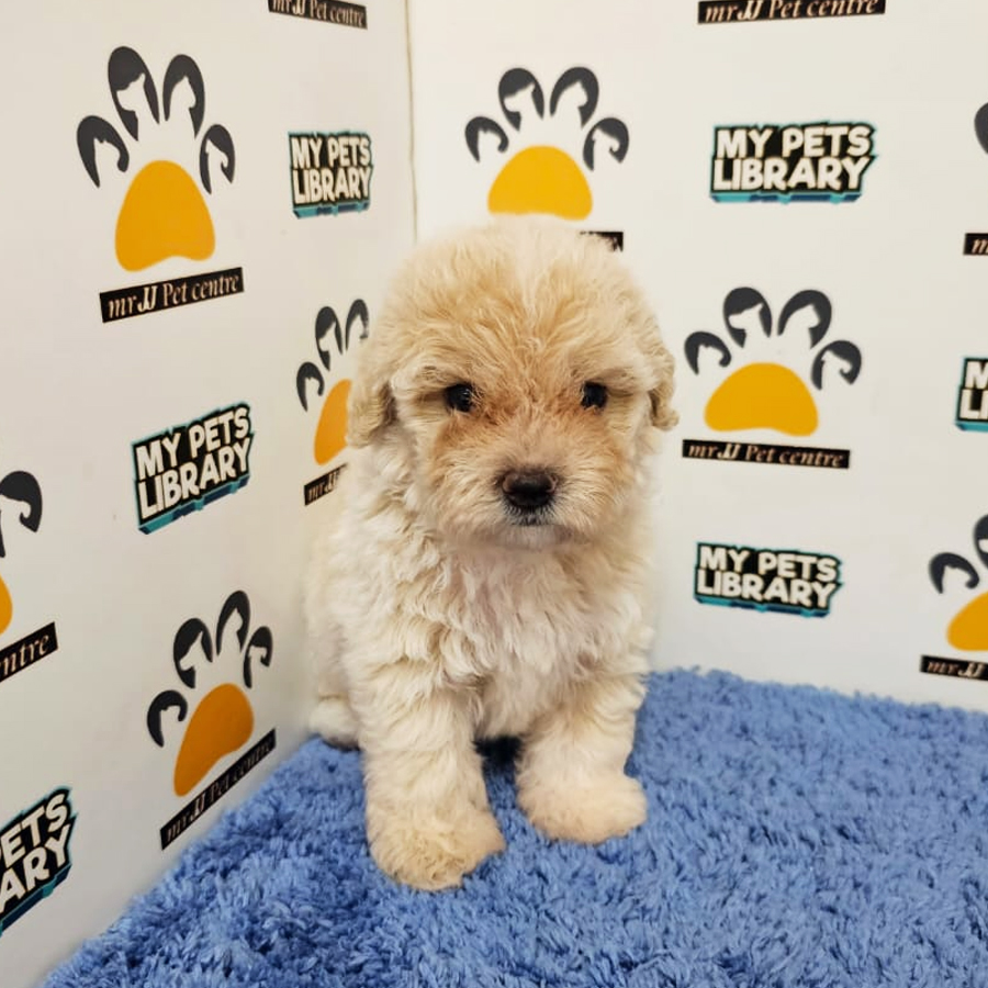Tiny Poodle Puppy (Male) For Sale