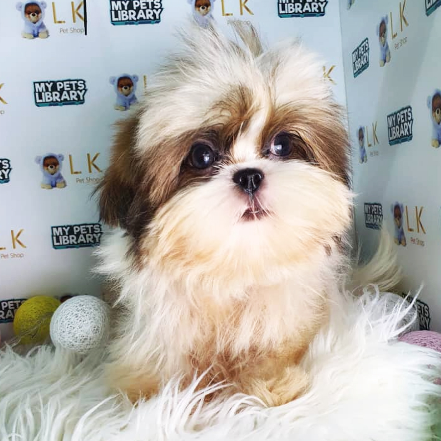 Shih Tzu Puppy (Male) For Sale