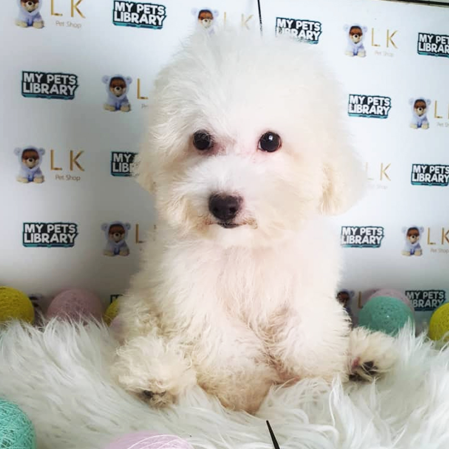 Maltipoo Puppy (Male) For Sale