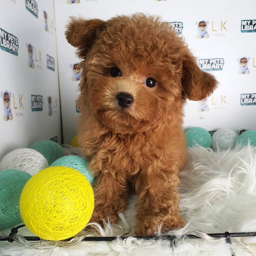 Maltipoo Puppy (Female) For Sale