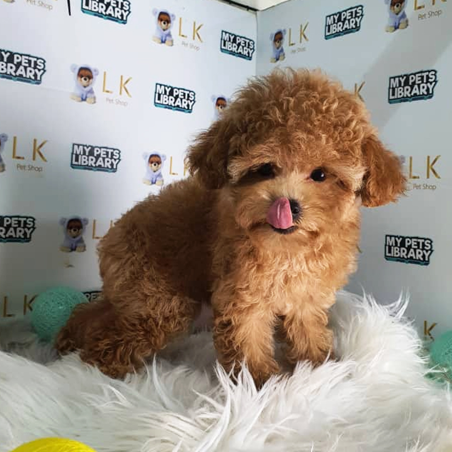 Toy Poodle Puppy (Female) For Sale