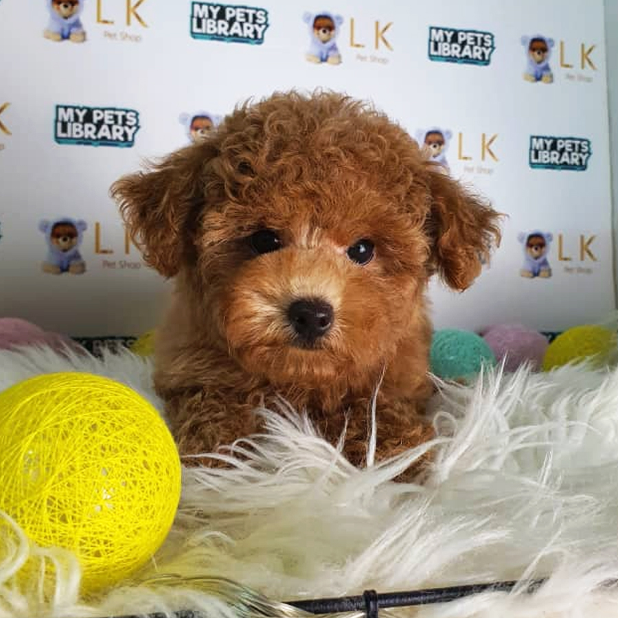 Toy Poodle Puppy (Female) For Sale