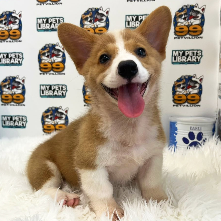 Welsh Corgi Puppy (Female) For Sale