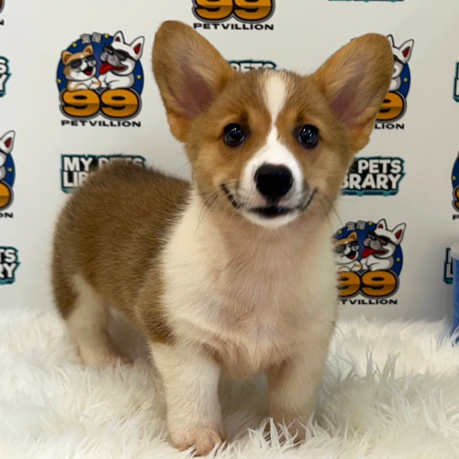Welsh Corgi Puppy (Female) For Sale