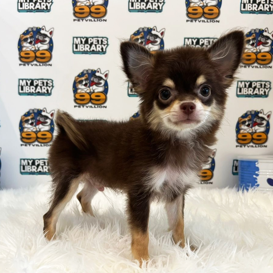 Longcoat Chihuahua Puppy (Male) For Sale