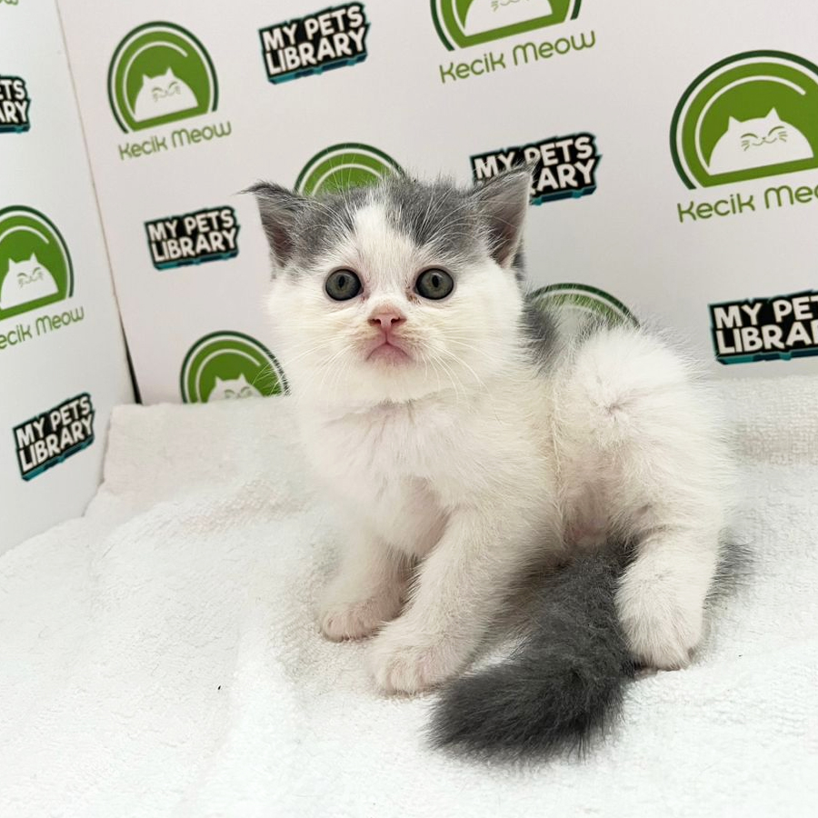 British Shorthair Kitten (Male) For Sale