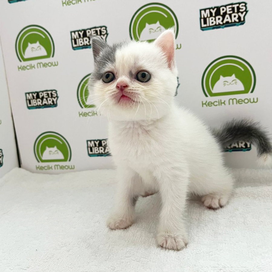 British Shorthair Kitten (Female) For Sale