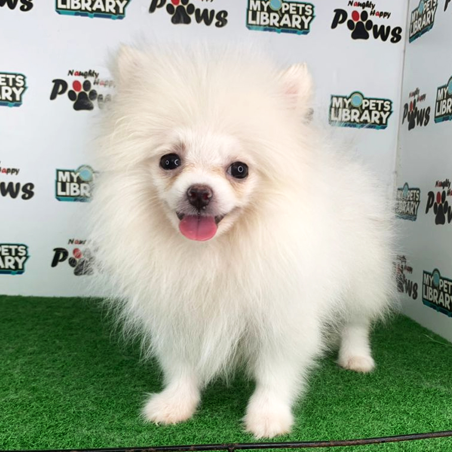 Pomeranian Puppy (Female) For Sale