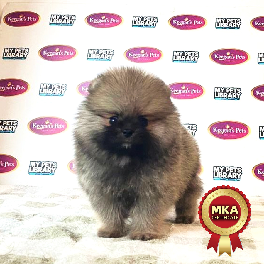 MKA Pomeranian Puppy (Male) For Sale