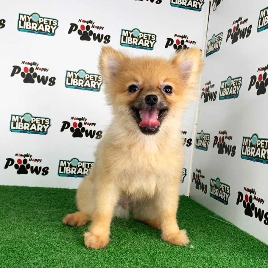 Pomeranian Puppy (Male) For Sale