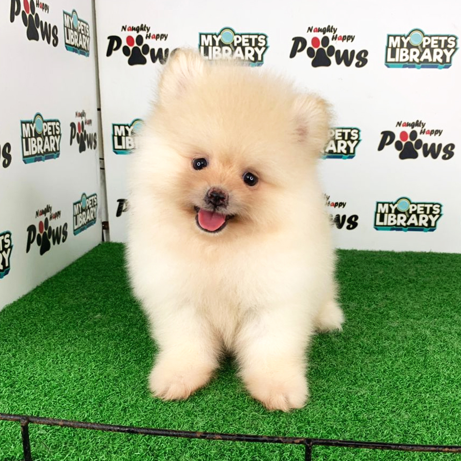 Pomeranian Puppy (Male) For Sale