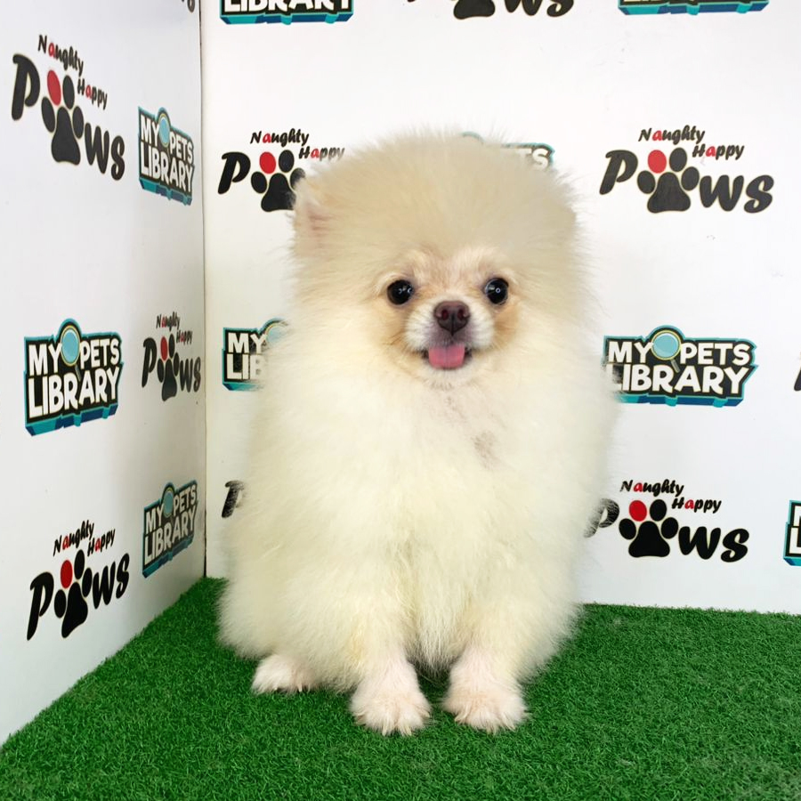 Pomeranian Puppy (Female) For Sale