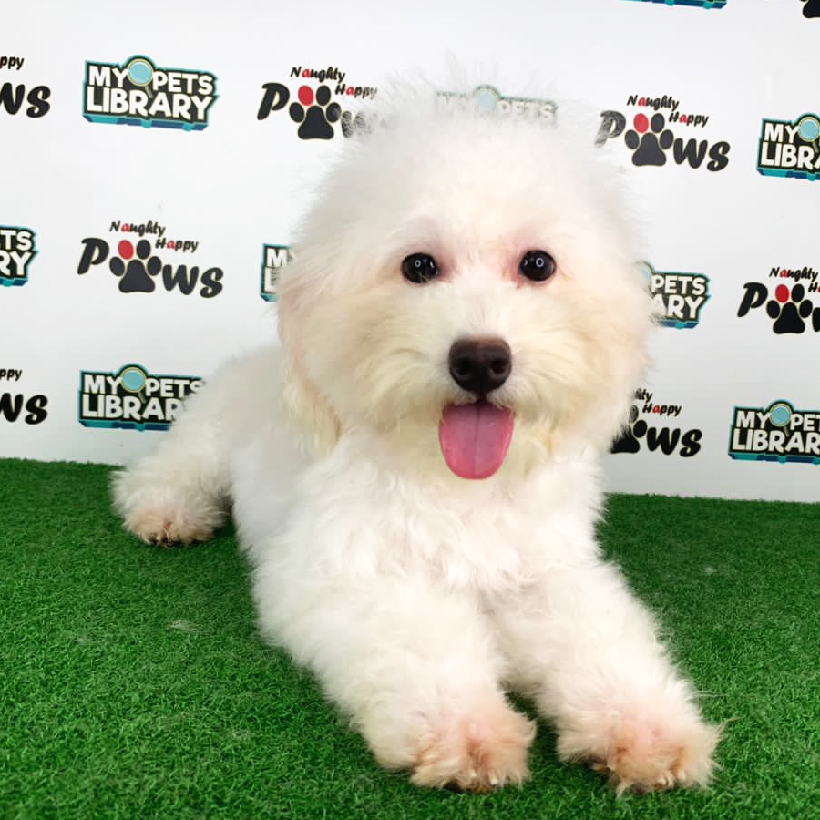 Toy Poodle Puppy (Male) For Sale