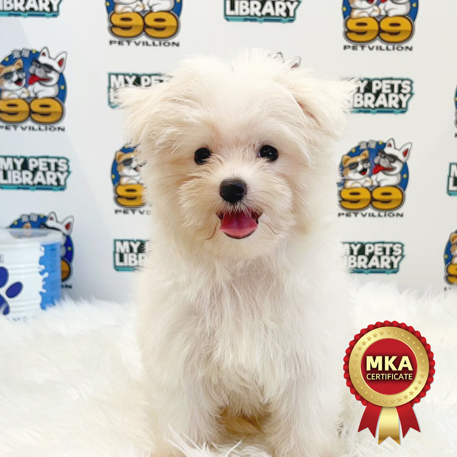 MKA Tiny Maltese Puppy (Male) For Sale