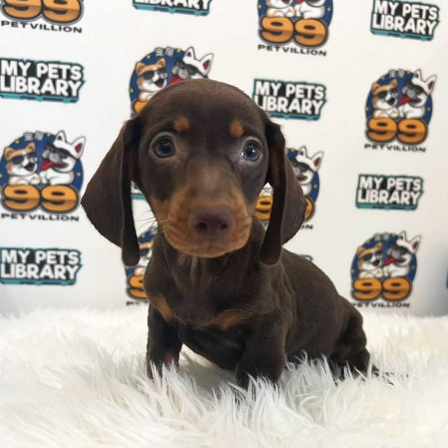Short Coat Miniature Dachshund Puppy (Female) For Sale