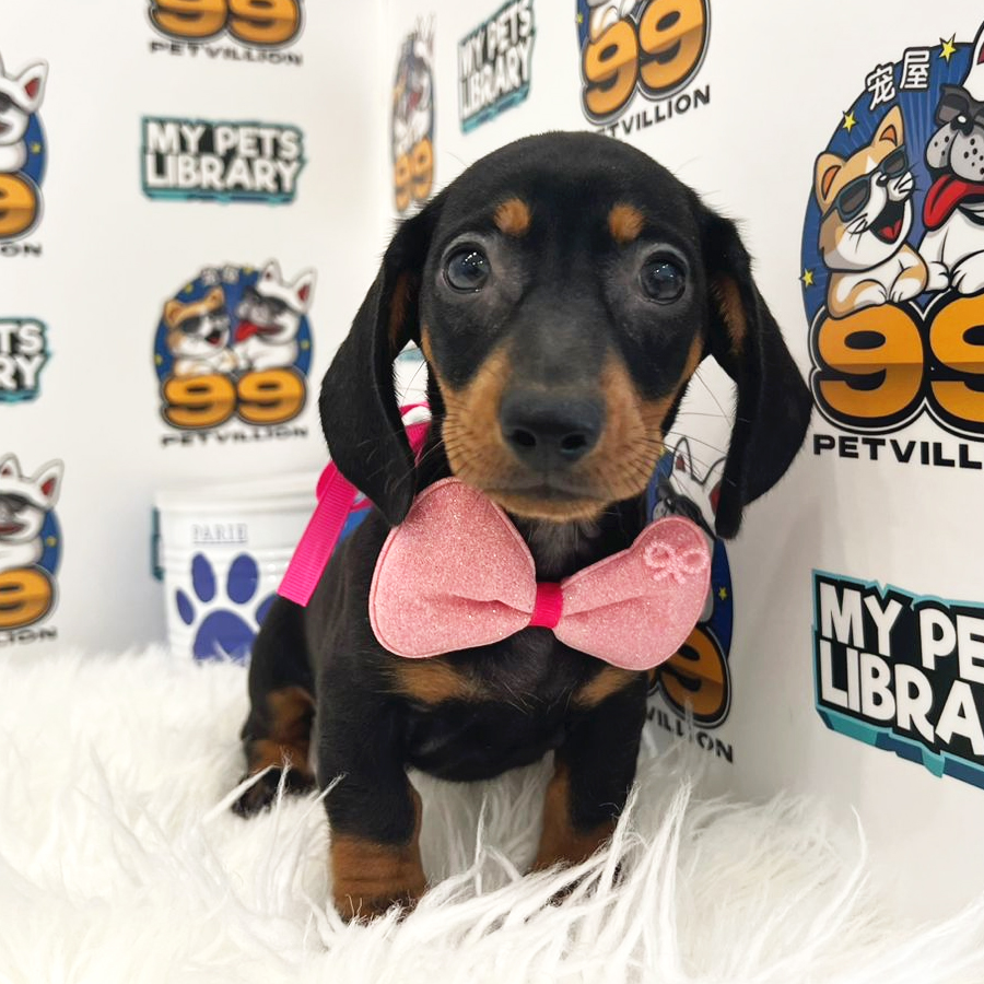 Short Coat Miniature Dachshund Puppy (Female) For Sale
