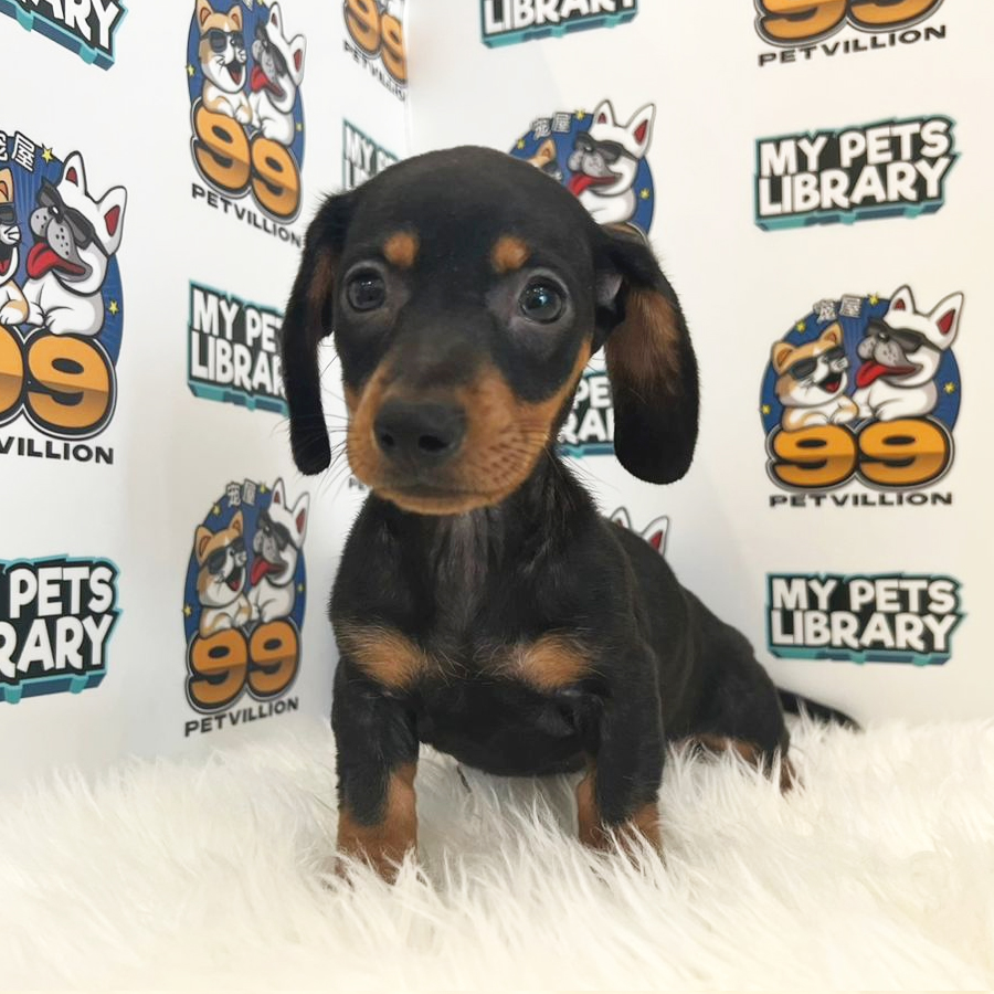 Short Coat Miniature Dachshund Puppy (Female) For Sale