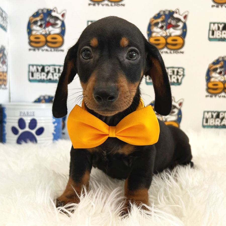 Short Coat Miniature Dachshund Puppy (Male) For Sale