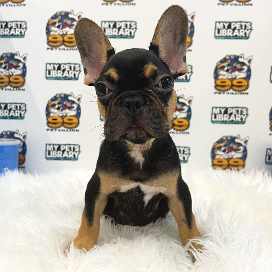 French Bulldog Puppy (Male) For Sale