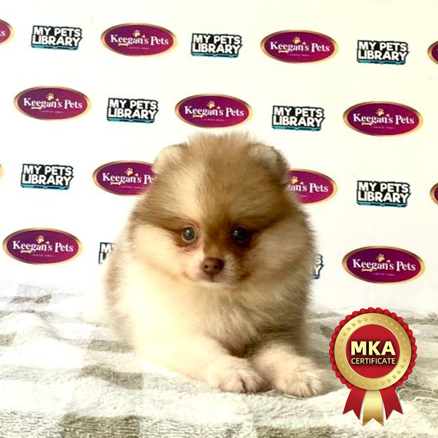 MKA Pomeranian Puppy (Female) For Sale