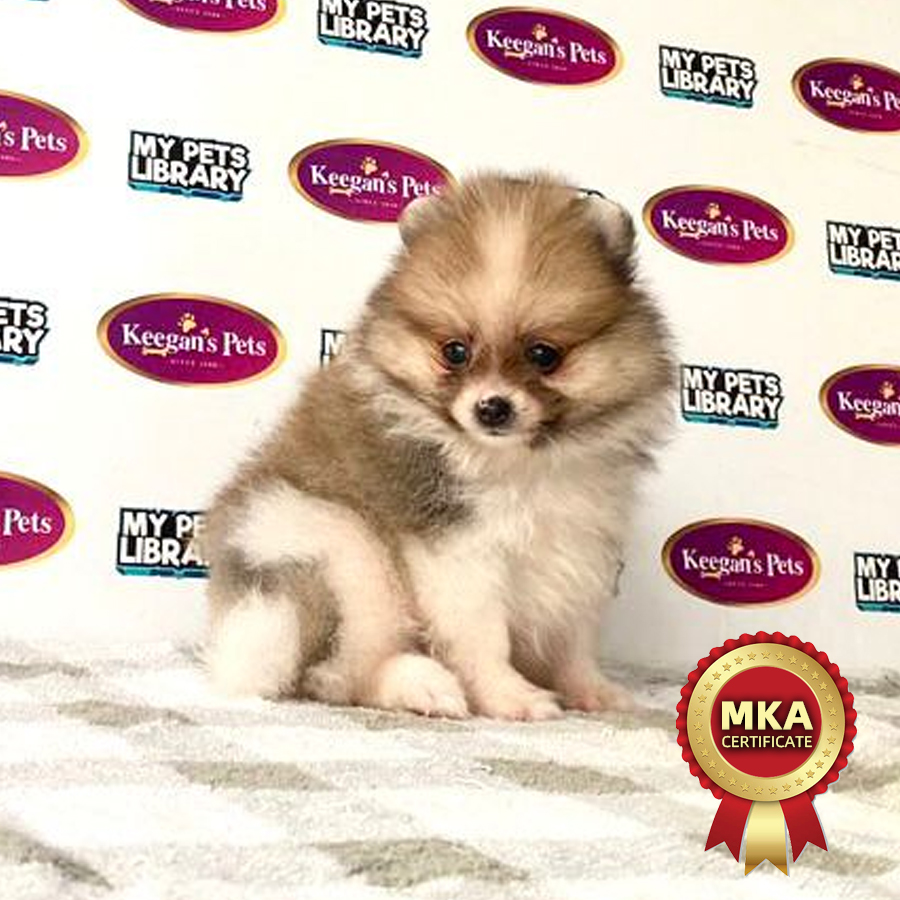 MKA Pomeranian Puppy (Male) For Sale