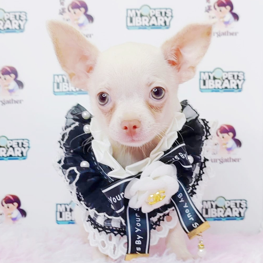 Teacup Chihuahua Puppy (Male) For Sale