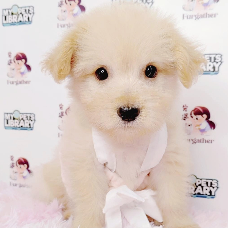 Maltipoo Puppy (Male) For Sale