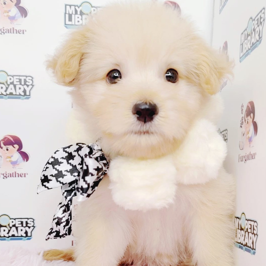 Maltipoo Puppy (Male) For Sale
