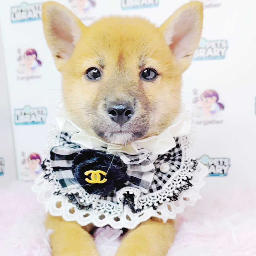 Shiba Inu Puppy (Male) For Sale