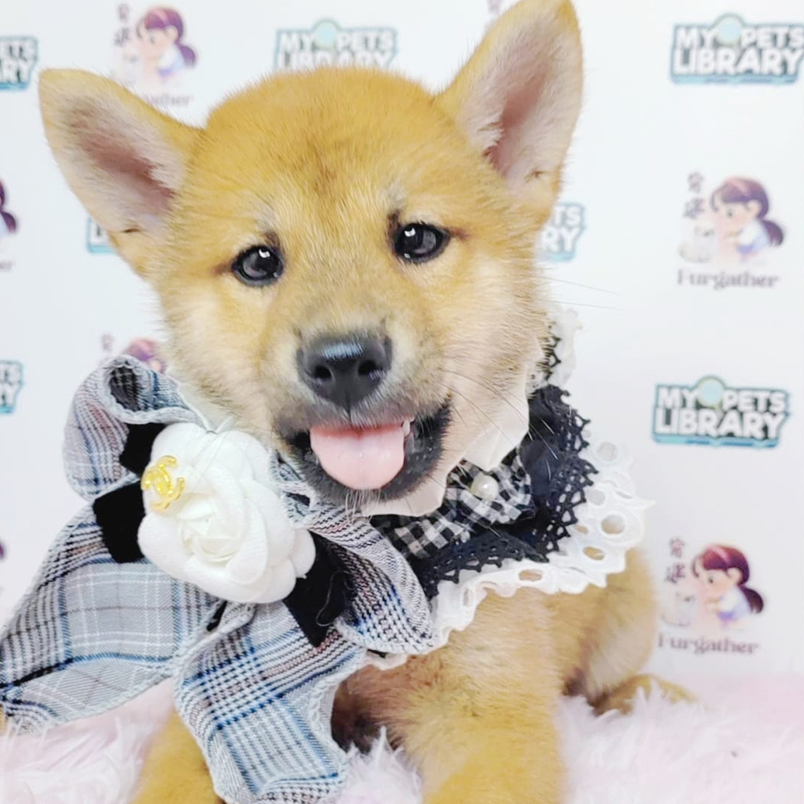 Shiba Inu Puppy (Male) For Sale