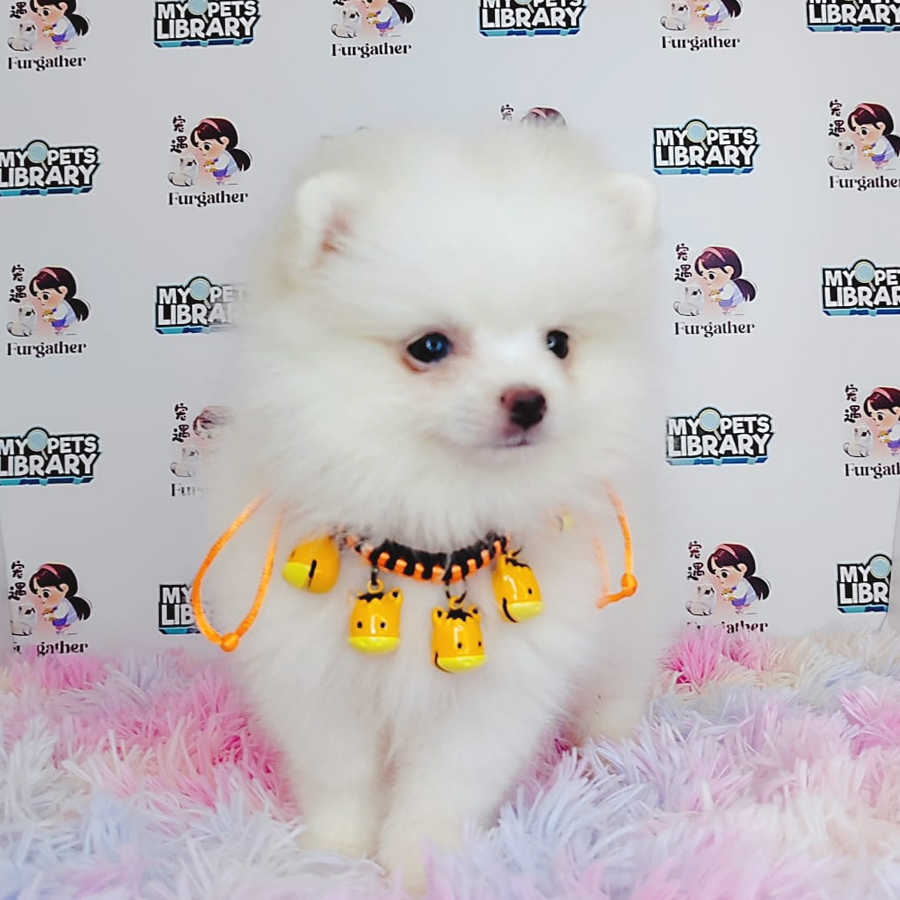 Pomeranian Puppy (Female) For Sale