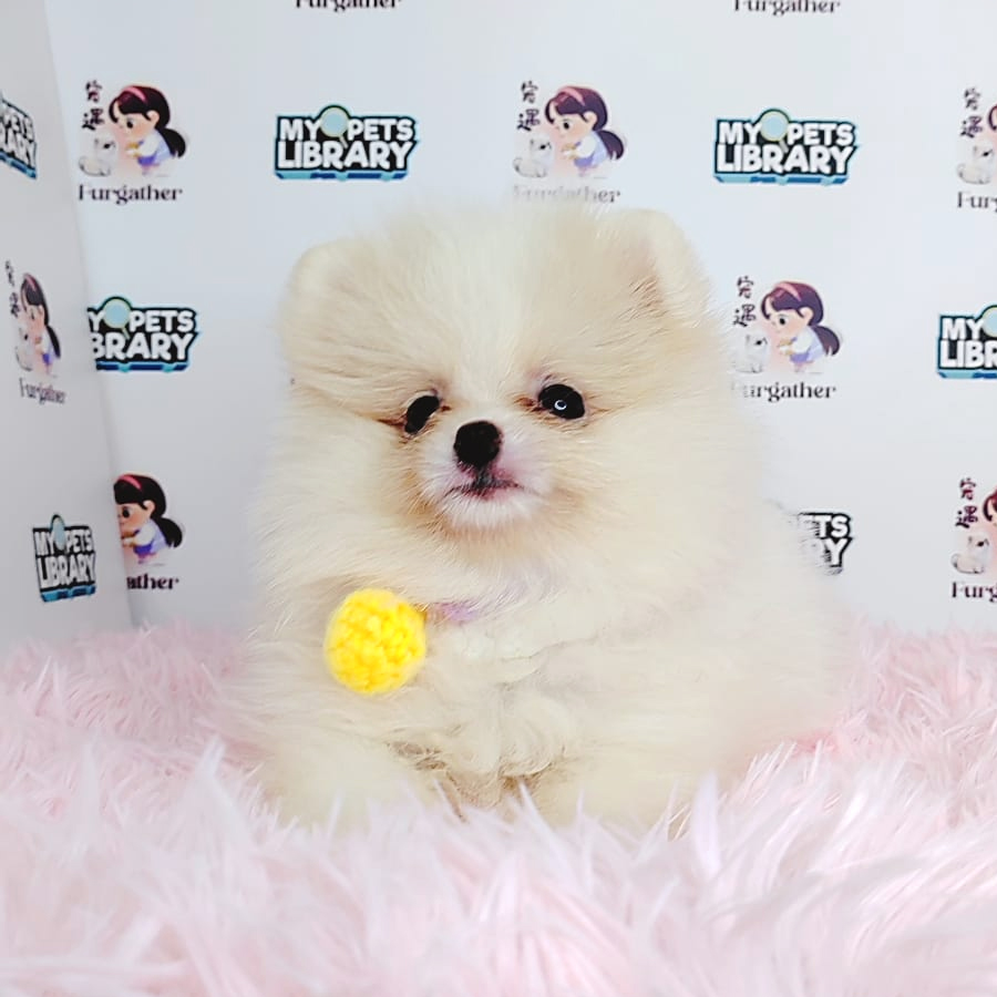 Pomeranian Puppy (Female) For Sale
