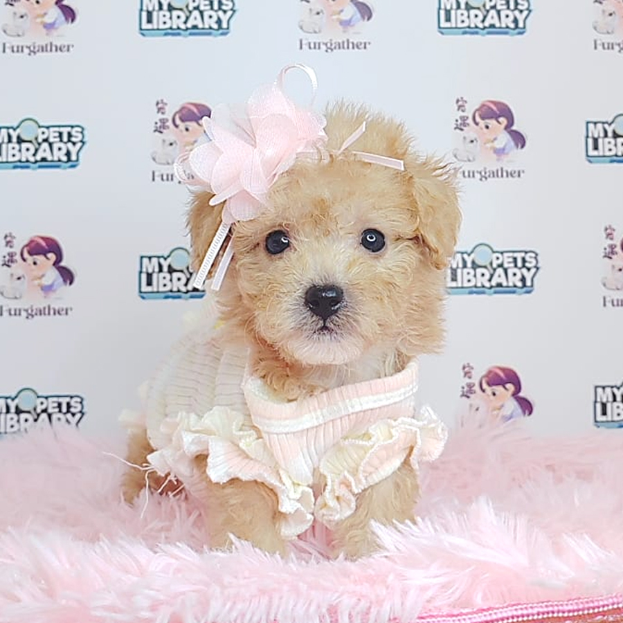Tiny Poodle Puppy (Female) For Sale
