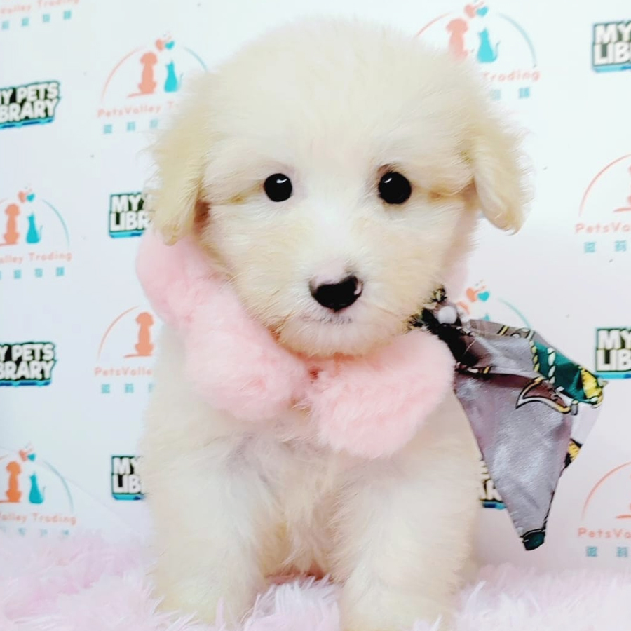 Maltipoo Puppy (Female) For Sale
